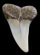 Fossil Mako Tooth - Maryland #29928-1